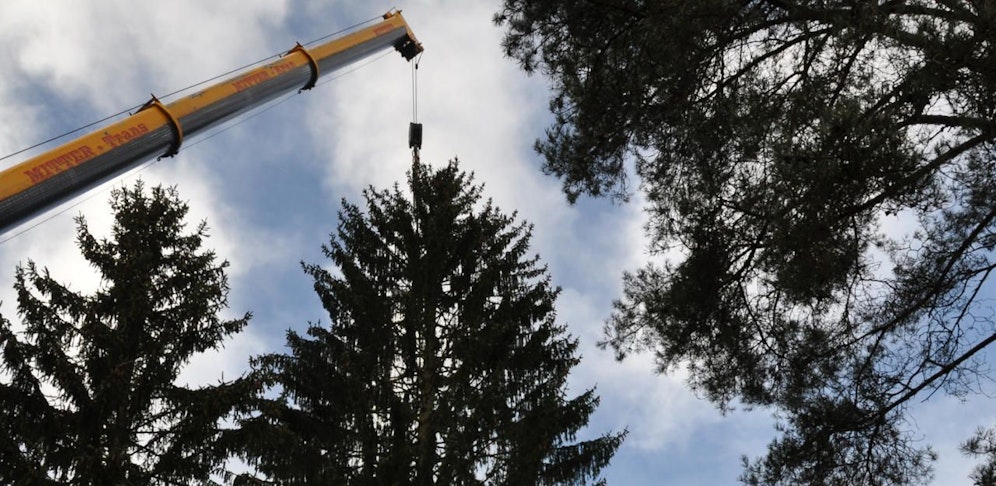 Der Christbaum für den Linzer Hauptplatz wurde am Freitag abgeholzt und per Kran auf den Lkw gehievt.