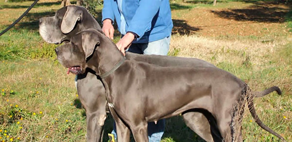 Deutsche Doggen. (Symbolbild)