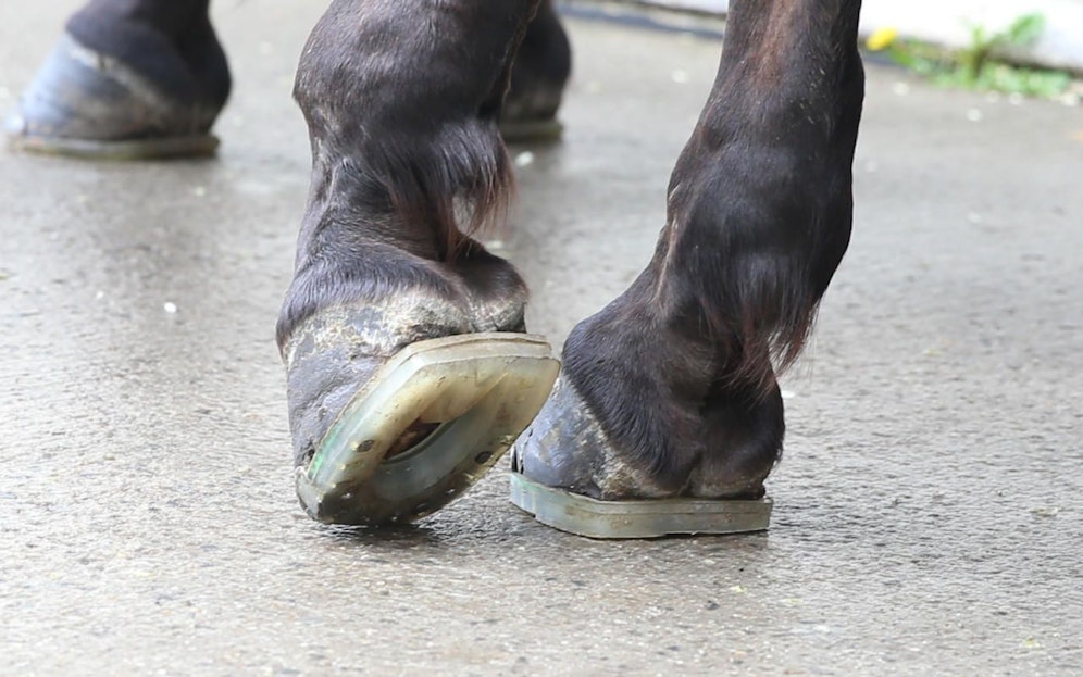 Nachdem eine Studie Plastikhufe für Fiakerpferde für "gut geeignet" befunden hat, fordert City-Bezirkschef Markus Figl nun deren gesetzliche Verpflichtung.