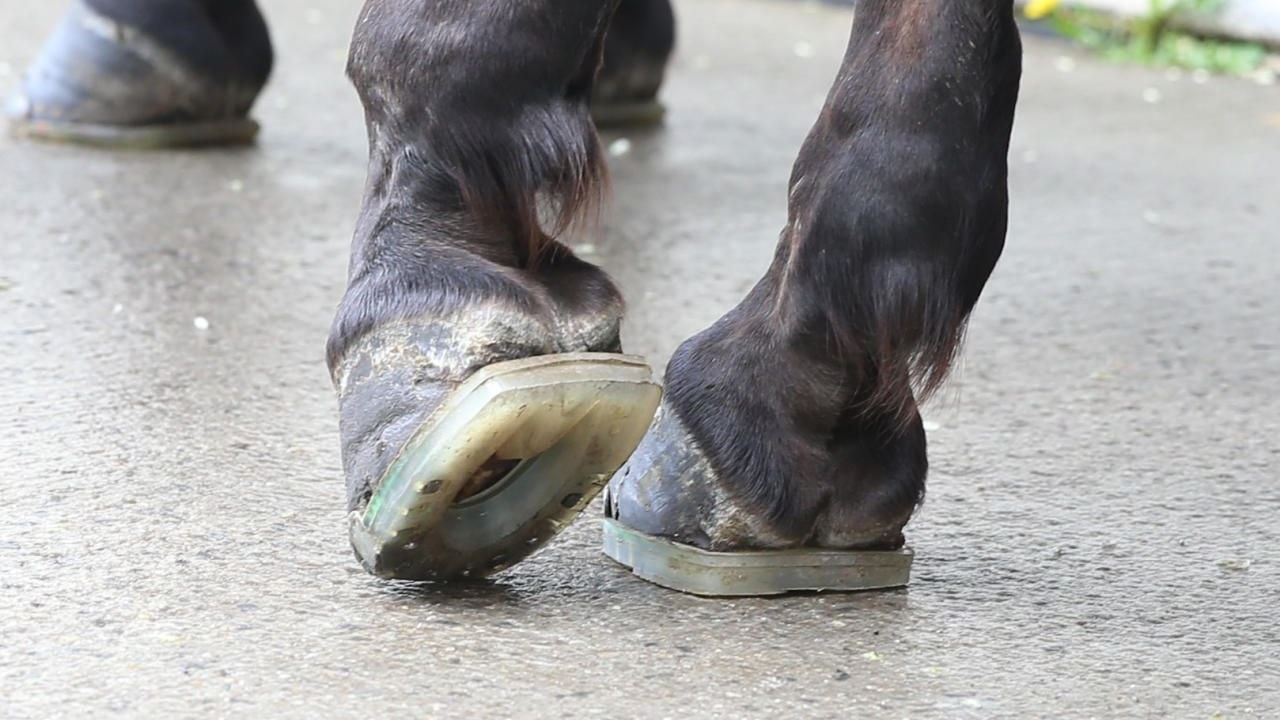 Laut einer Studie seien Plastikhufe für Fiakerpferde "gut geeignet" gewesen, sie kommen trotzdem nicht zum Einsatz.&nbsp;