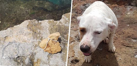 Hund Mia -links im Bild der Stein, mit dem sie versenkt werden sollte.