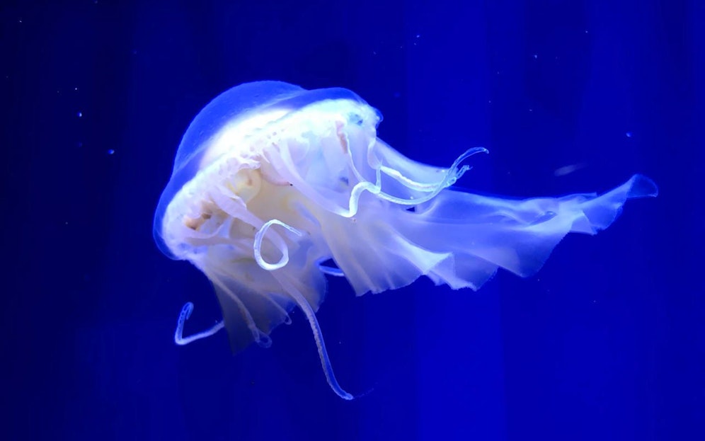 Schwimm, Qualle, schwimm!
