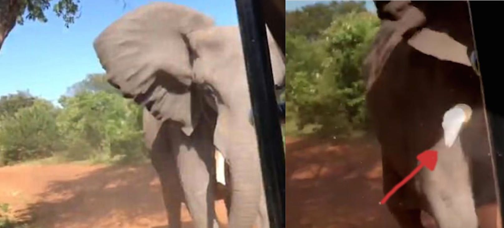 Hart: Der Elefant rammt das Auto der Urlauber mit dem Kopf, dabei bricht ein Stoßzahn (Pfeil) ab. 