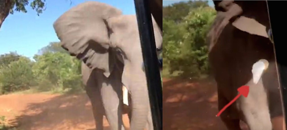 Hart: Der Elefant rammt das Auto der Urlauber mit dem Kopf, dabei bricht ein Stoßzahn (Pfeil) ab. 