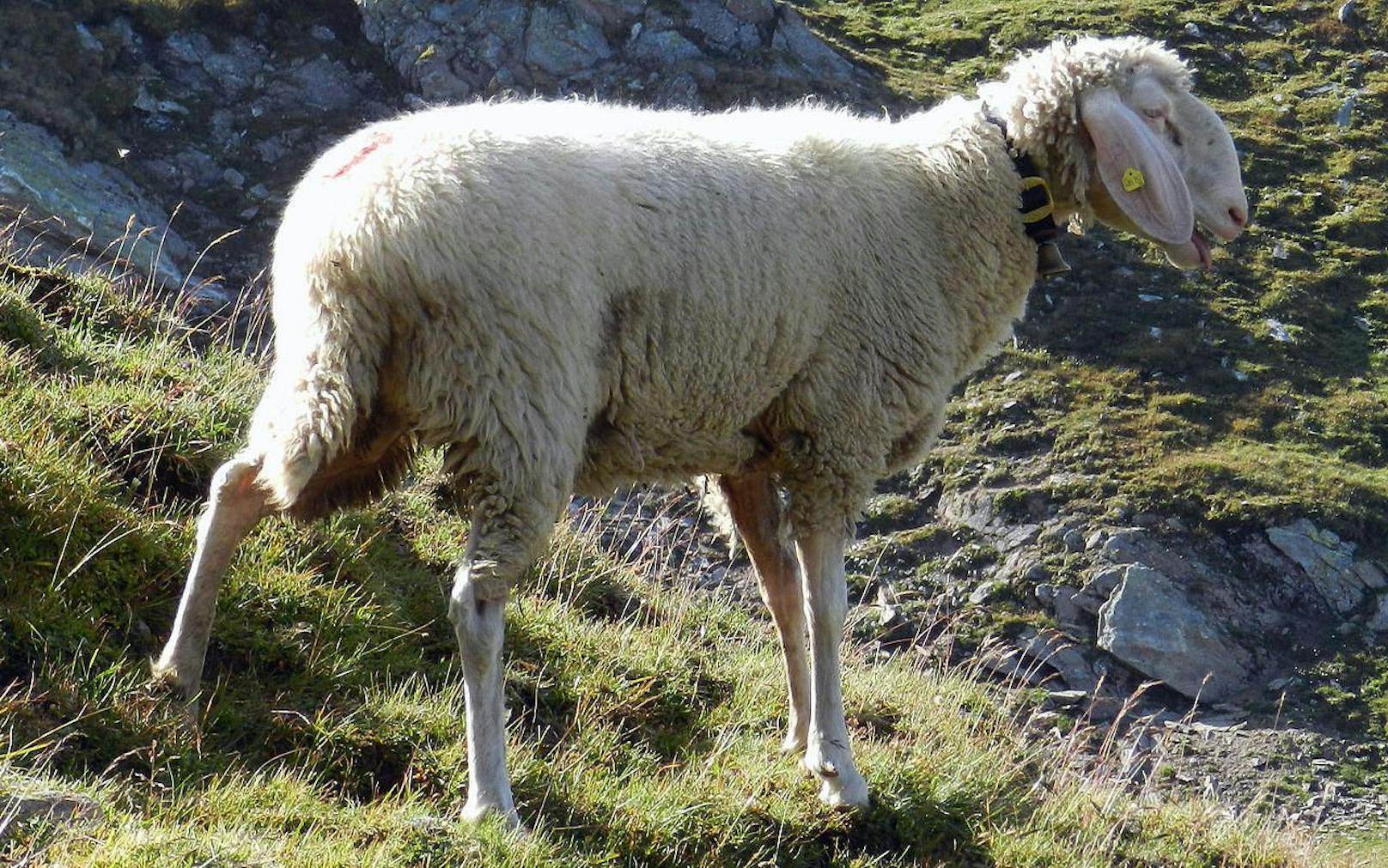 Unbekannter schlachtet junges Schaf auf Weide