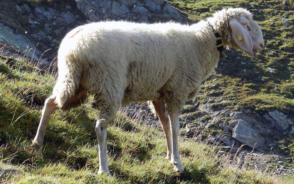Das Tiroler Bergschaf ist eine mittelgroße bis große Hausschafrasse, die in den Tiroler Alpen gehalten wird.