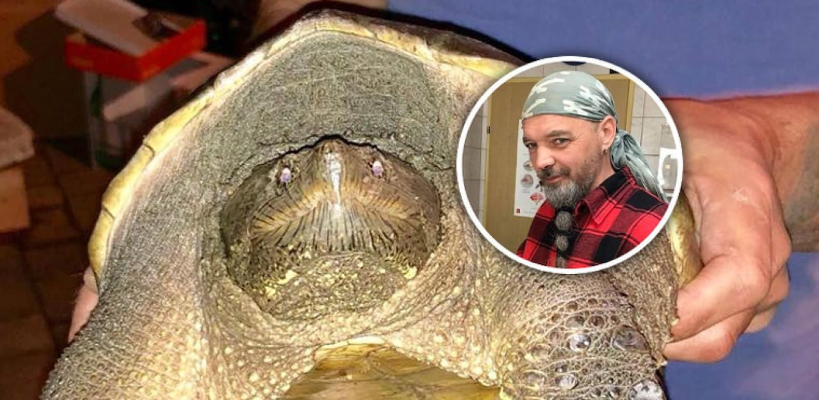 Bissig! Experte warnt vor gefundenen Schildkröten