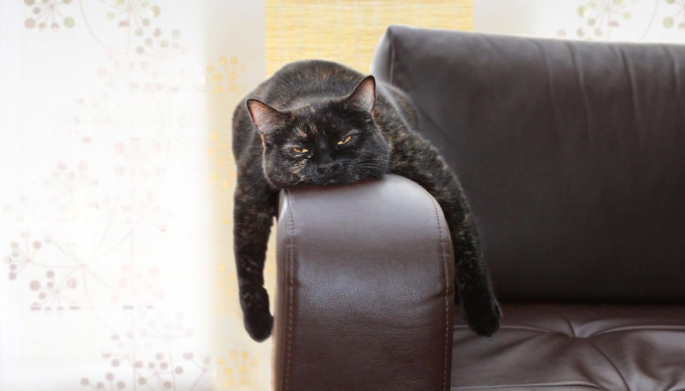 Wie man so schlafen kann? Diese Katzen findet diese Position offenbar entspannend. Symbolfoto.
