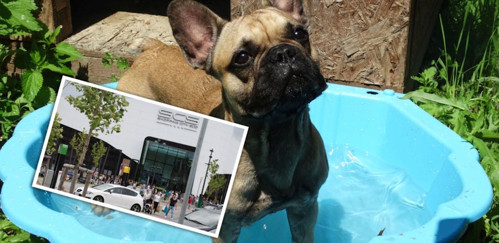 Plantschen statt Hecheln.