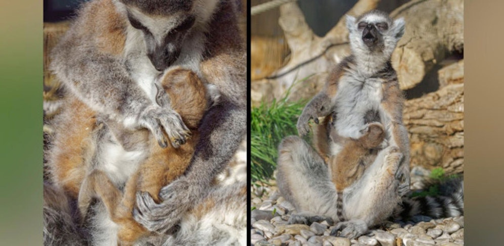 Im Zoo Schmiding gab es Nachwuchs im Gehege der Kattas.
