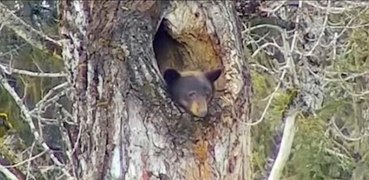 Heute.at - Bär will nicht aus den Federn