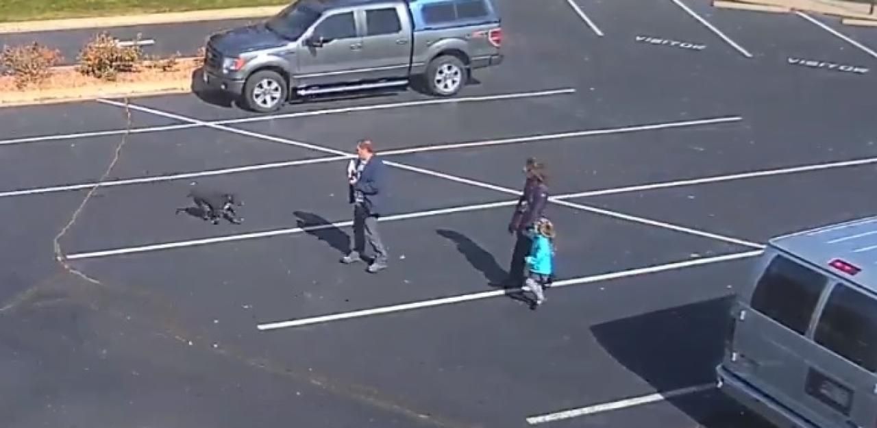 Heute.at - Aggro-Hund fetzt über Parkplatz, um Kind zu verletzen