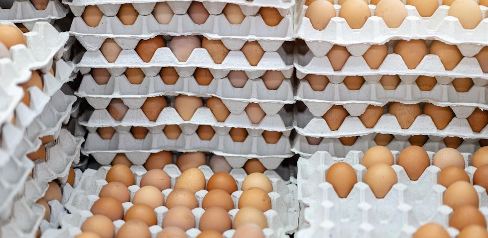 Ermittlungen gegen einen eierverarbeitenden Betrieb in NÖ