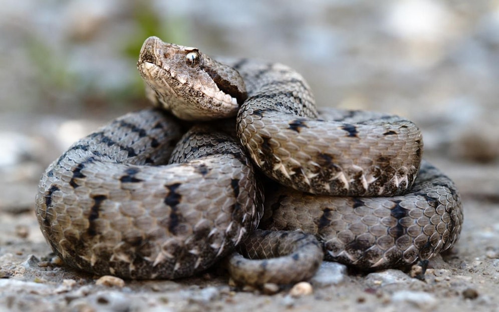Die französische Aspisviper (Vipera aspis) in freier Wildbahn. Klar erkennbar ist das typische Balkenmuster sowie die leicht aufgestülpte Nase.