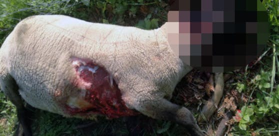 Das Lamm wurde ohne Kopf gefunden