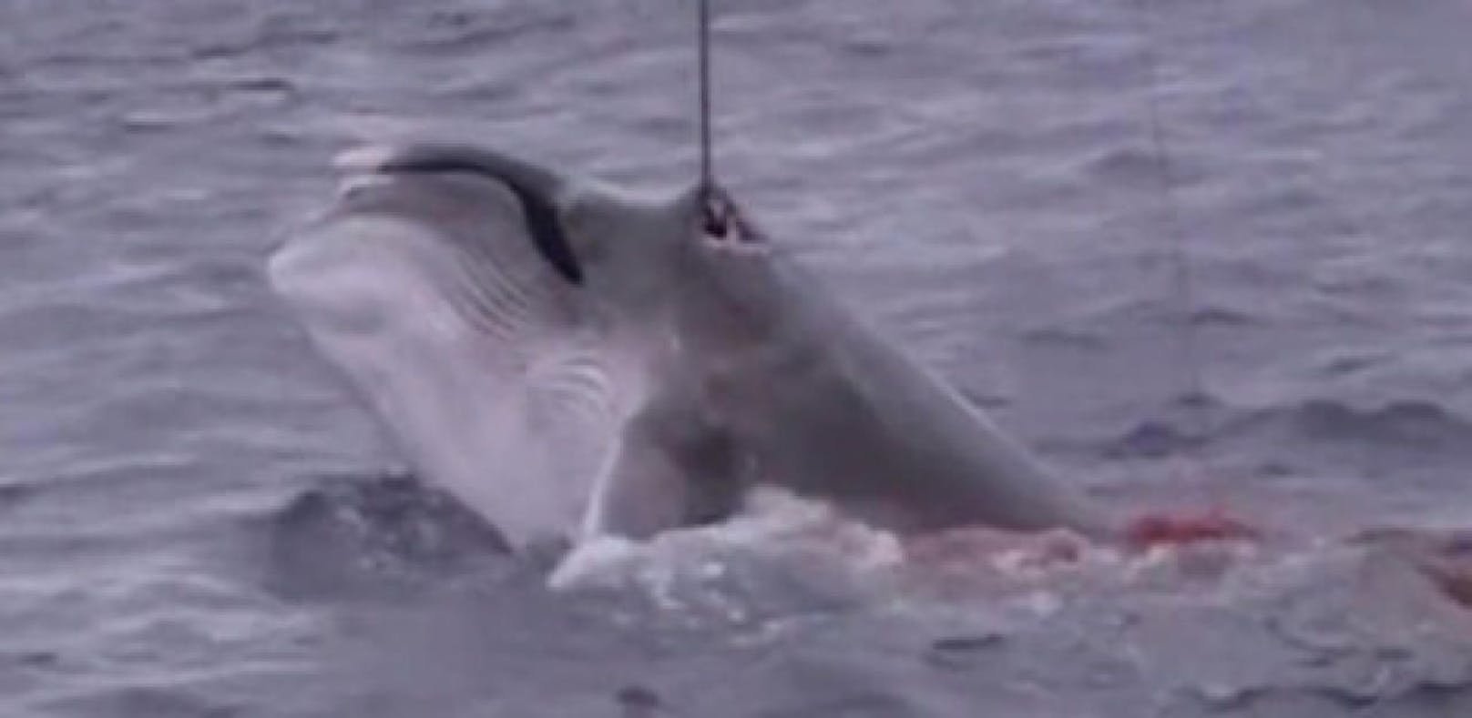 Verbotene Aufnahmen zeigen brutalen Walfang