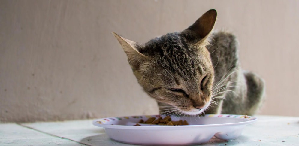 Zwei abgemagerte Katzen wurden gerettet, für zwei kam jede Hilfe zu spät.