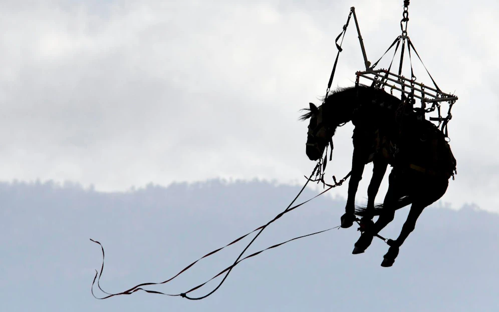 Das fliegende Pferd.