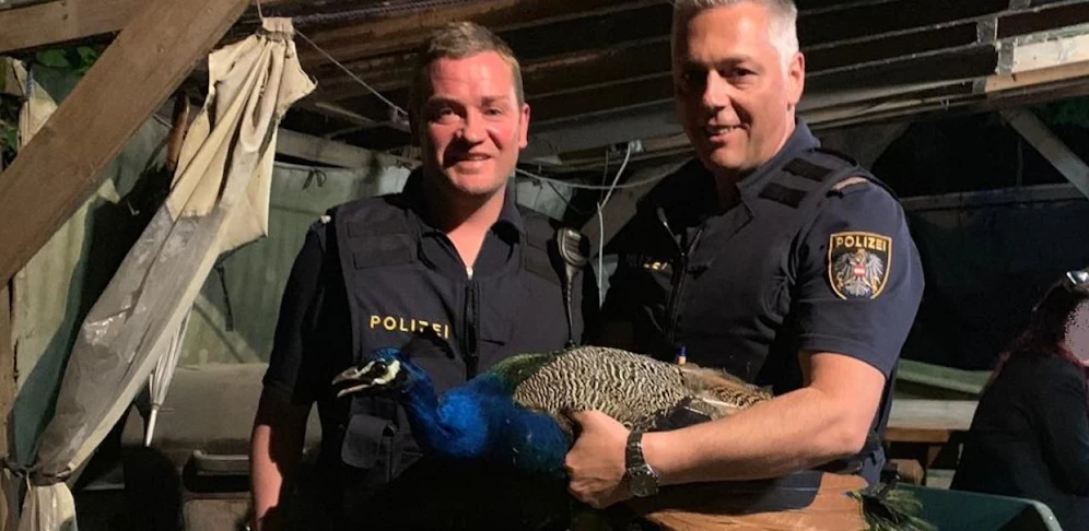 Die Besatzung des "Adler 30": Revierinspektor Hannes D. und Revierinspektor Martin K. retteten den Pfau von der Autobahn.