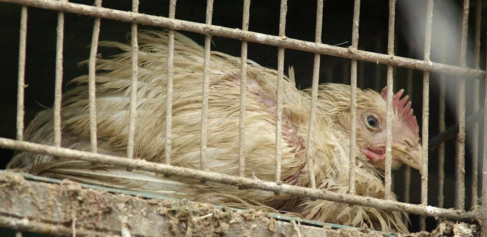 Knapp 2.000 Tiere waren in dem Gebäude zusammengepfercht.