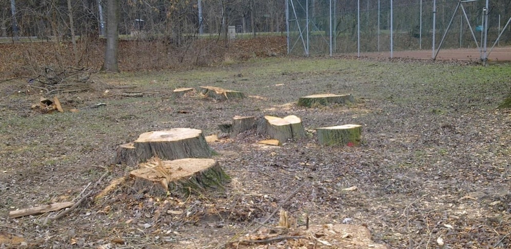 Bei Holzfäller-Arbeiten starb ein 43-Jähriger.