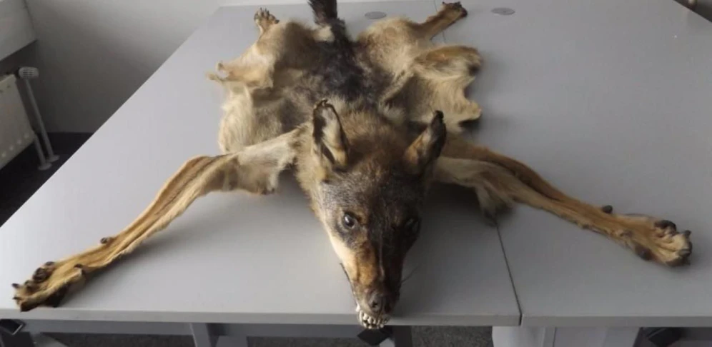 Der in München beschlagnahmte Wolf
