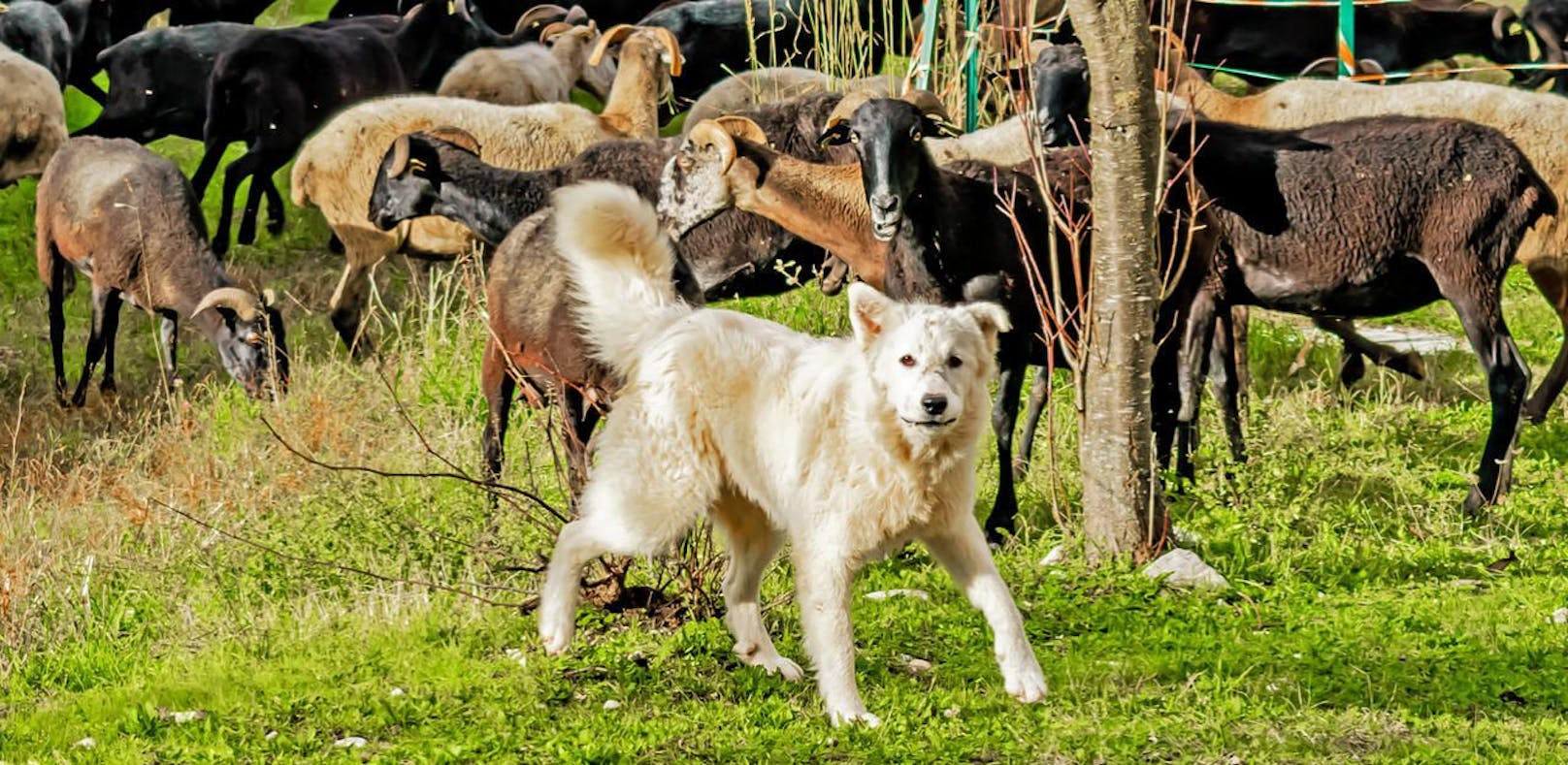 Der Hund biss mehrere Schafe und wurde vom Schafbesitzer erschlagen.