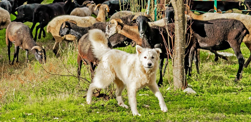 Der Hund biss mehrere Schafe und wurde vom Schafbesitzer erschlagen.