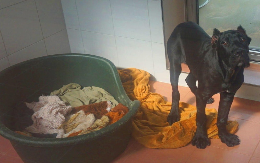 Welpenhändler wollte diesen kupierten Hund verkaufen.