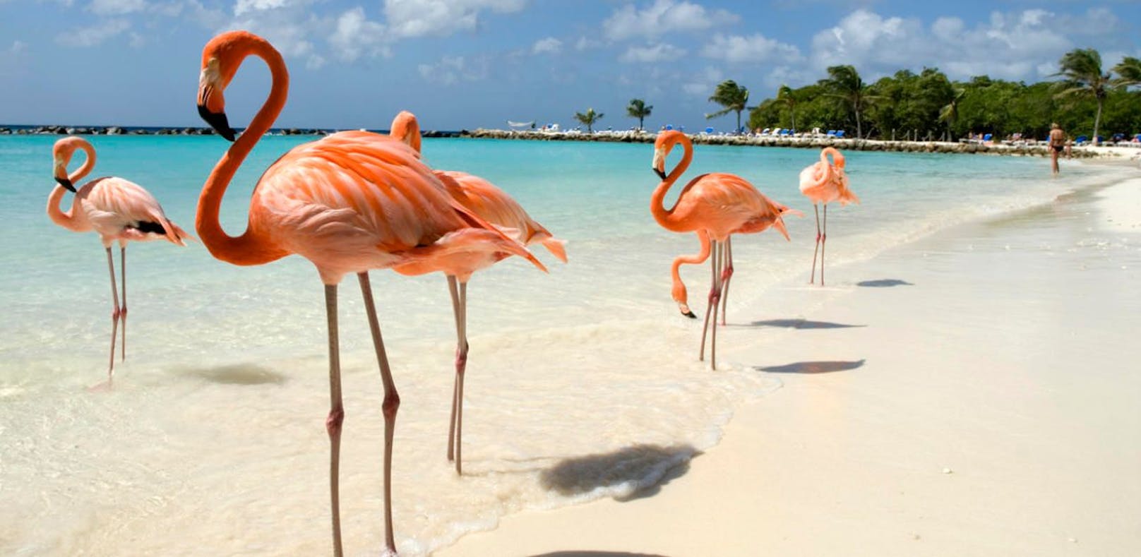 Flamingo-Manager auf den Bahamas gesucht