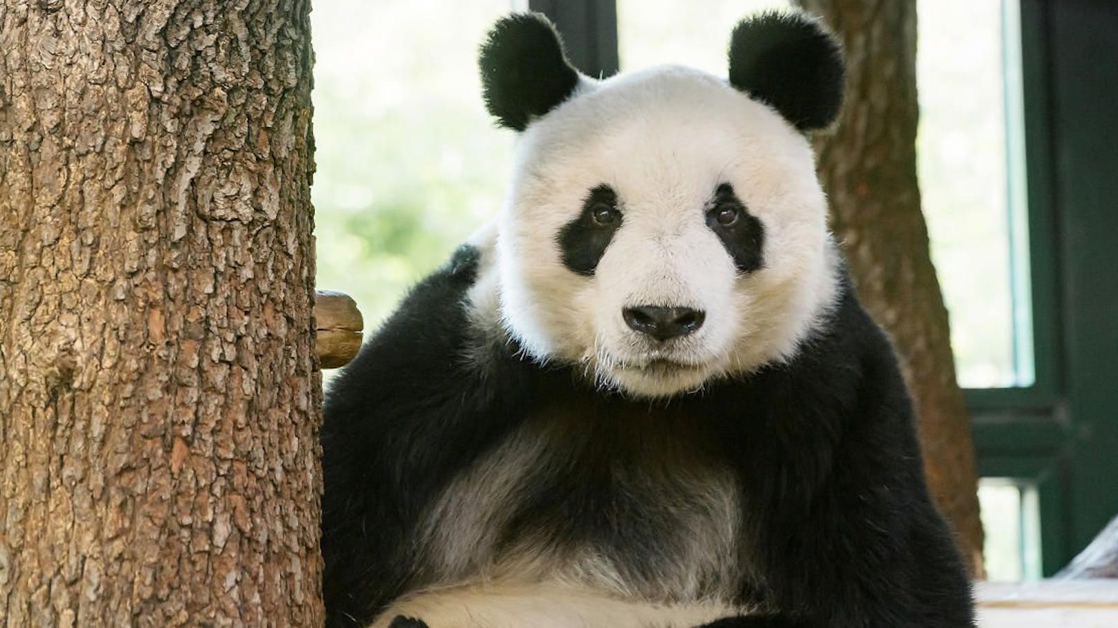 Schönbrunn verabschiedet sich von den Großen Pandas