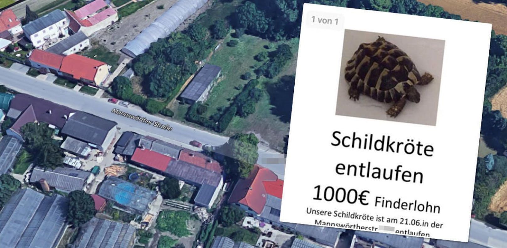 1.000 Euro Finderlohn für entlaufene Schildkröte