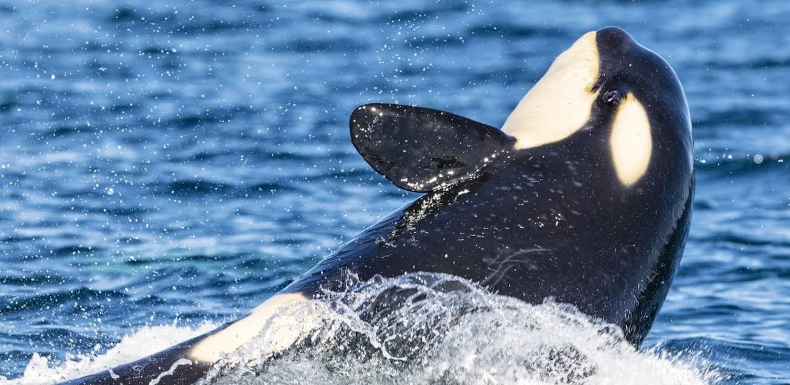 Orca-Weibchen Wikie kann sprechen.