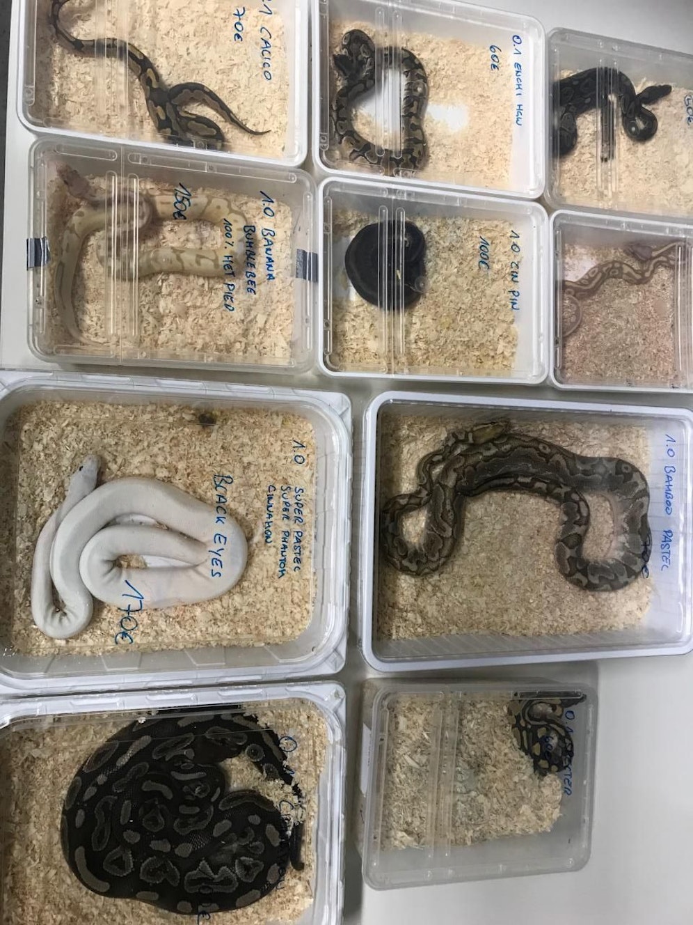Zwölf Pythons in unterschiedlichen Größen von etwa 20 bis 80 cm befanden sich in Plastikboxen und verschnürten Textilsäckchen.