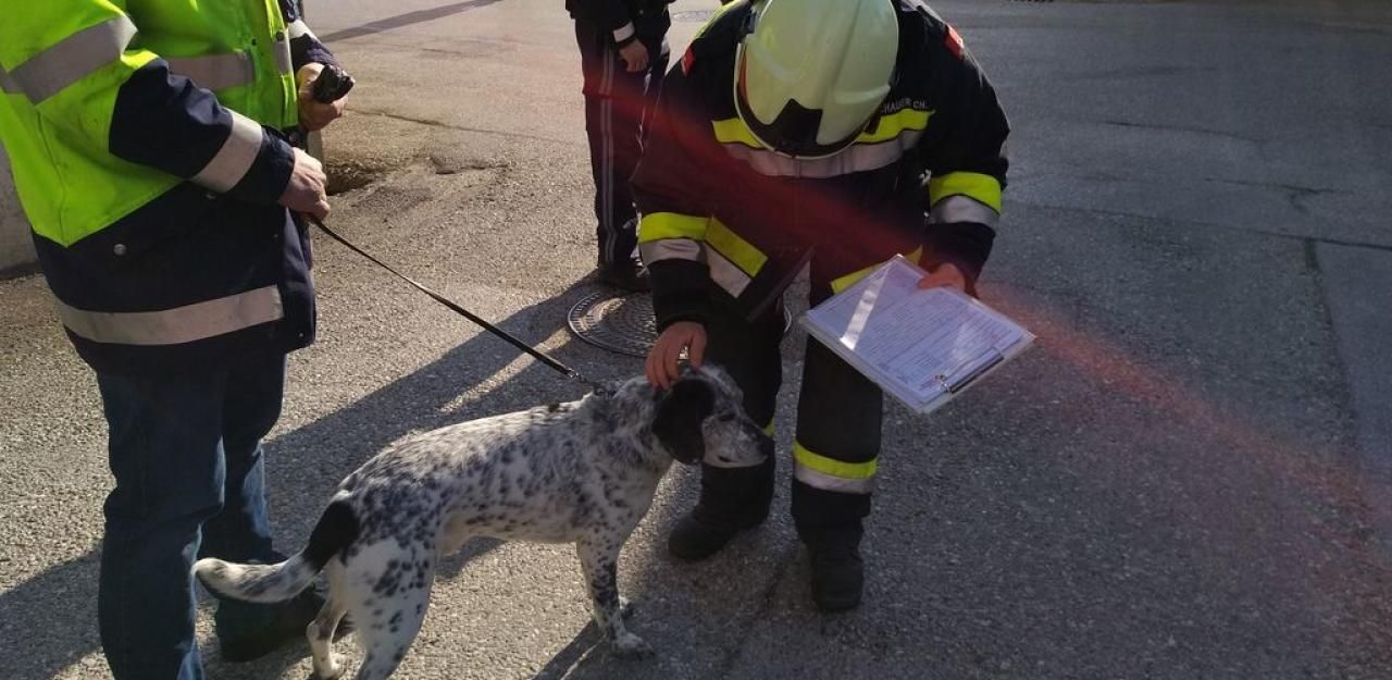 Heute.at - Herrchen im Spital: Feuerwehr betreut Hund