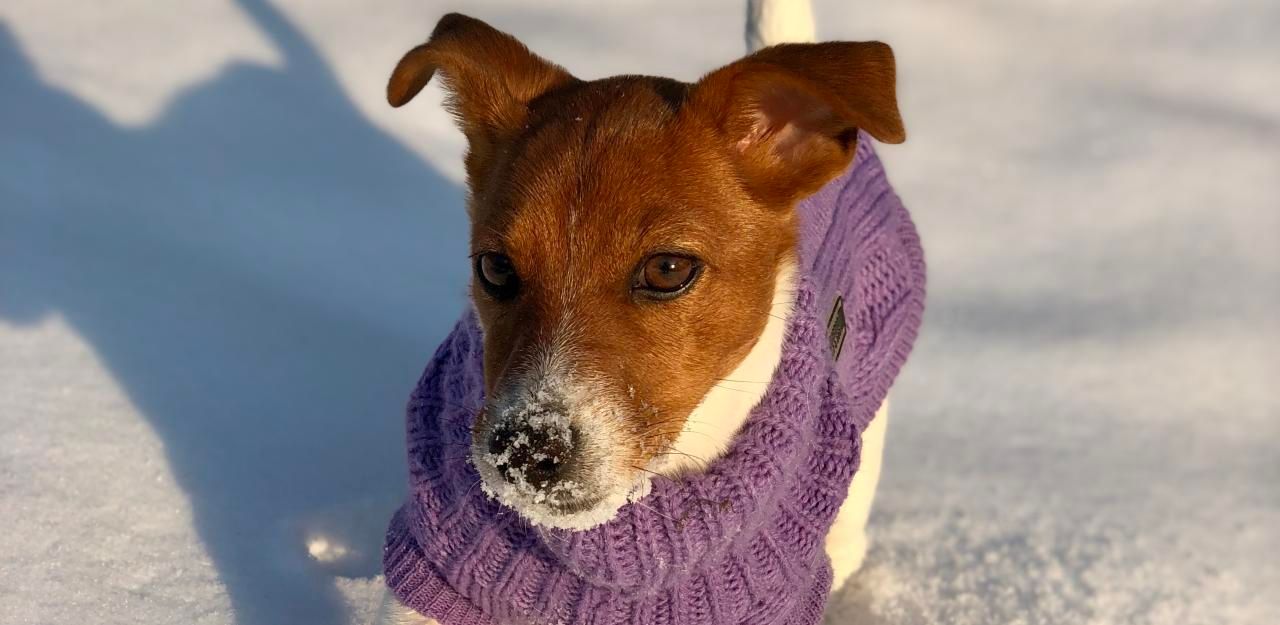 Heute.at - Thomas Brezina: Hund ist ein Star auf Instagram