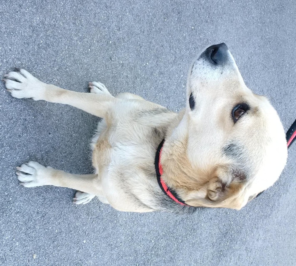 Der arme, gequälte Schäfermischling erholt sich langsam von den Schlägen seines Besitzers