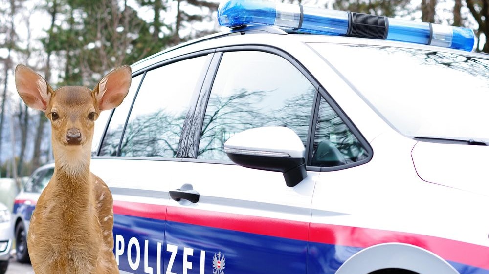 Heute.at - Lust am Töten: 20 Tiere erschossen, Polizei ermittelt