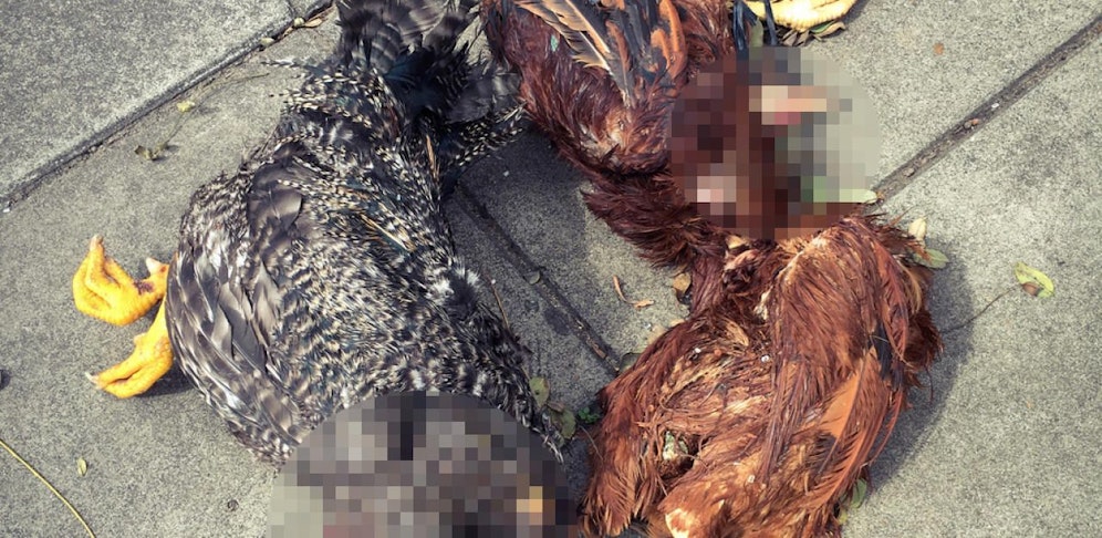 Der Tierhasser tötete die Hühner in einem Garten