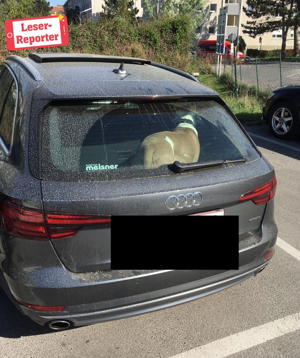 28 Grad Außentemperatur, Sonnenschein, kein Schatten, kein Wasser - unter diesem Umständen ließ ein Hundebesitzer seinen Hund für ganze 45 Minuten im Auto vor einem Wiener Supermarkt. 
