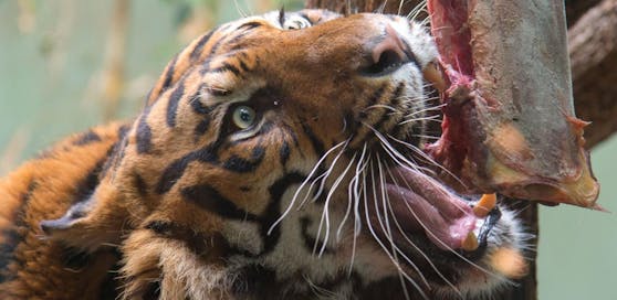 (Symbolbild): Der Sumatra-Tiger ist vom Aussterben bedroht.