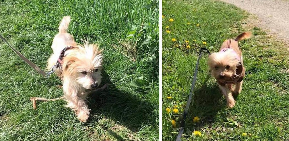 Wuschel (li.) und Lucy (re.) geht es schon viel besser.