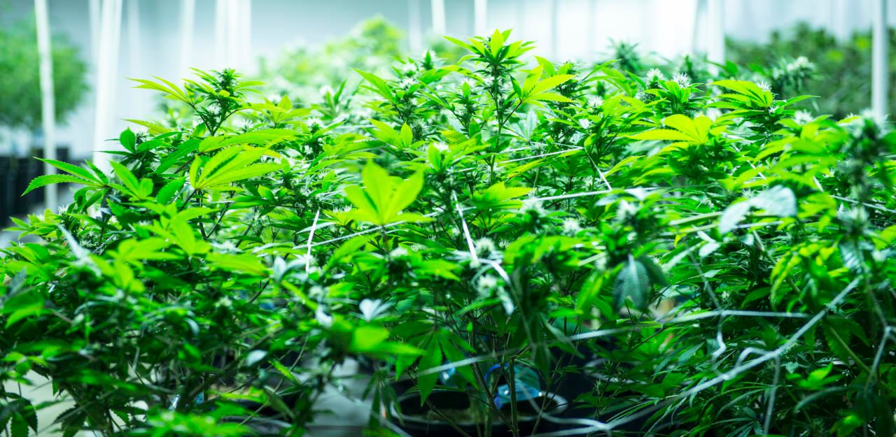 Symbolfoto einer Cannabis-Plantage.
