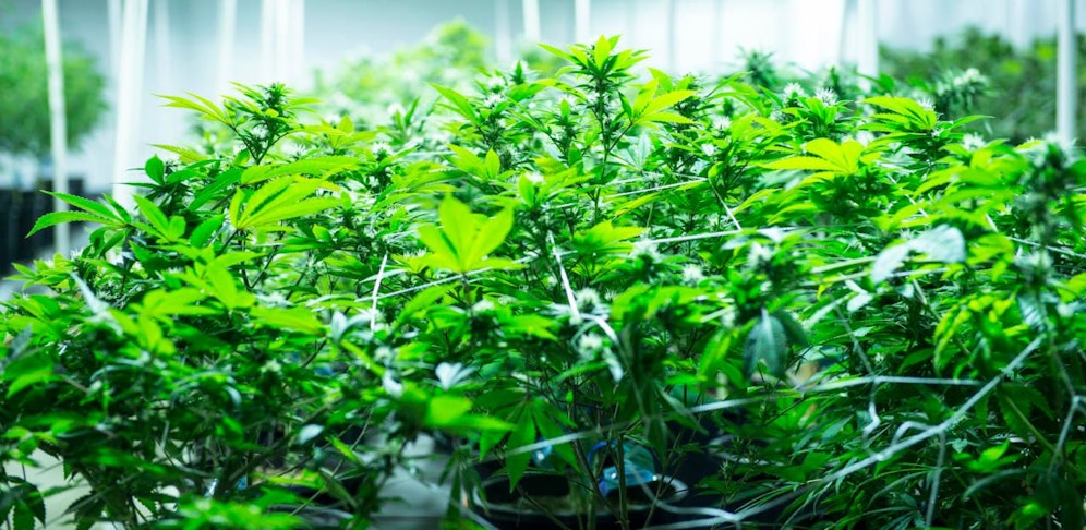 Cannabis soll laut SJ Niederösterreich legalisiert werden.