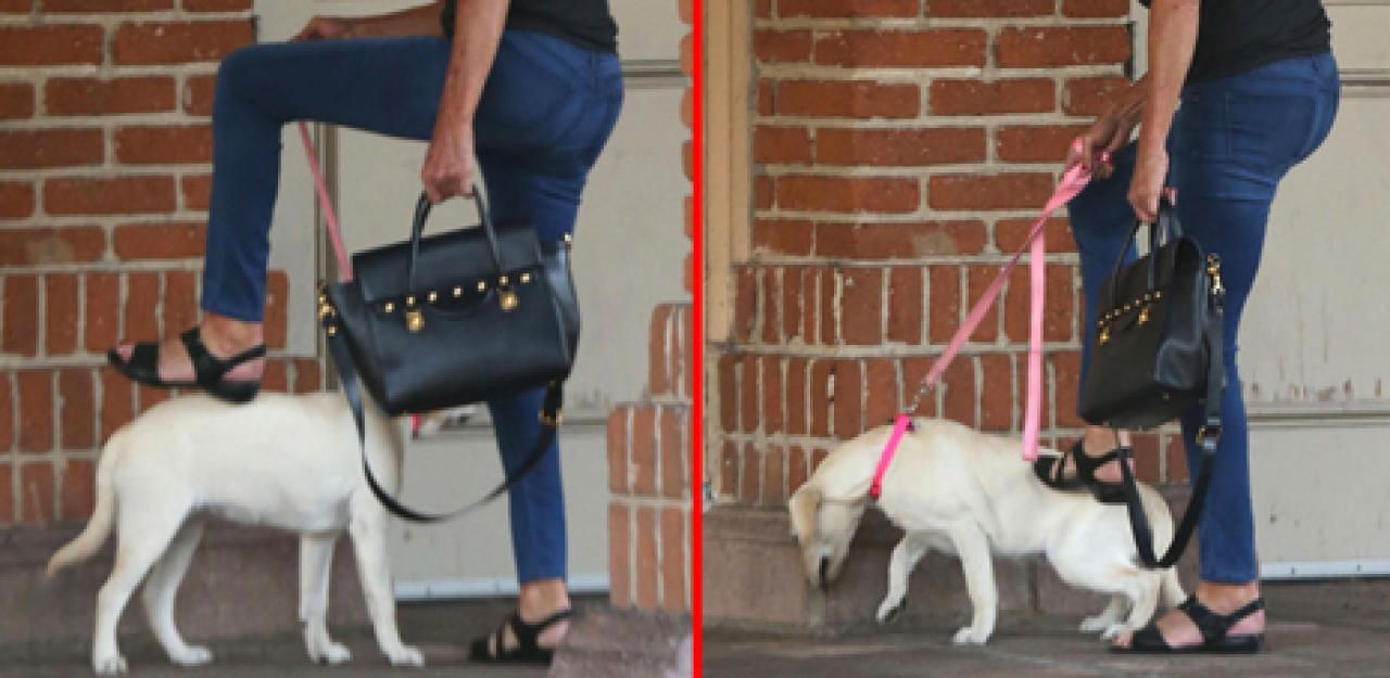 Heute.at - Caitlyn Jenner: Brutalo-Behandlung für Welpen