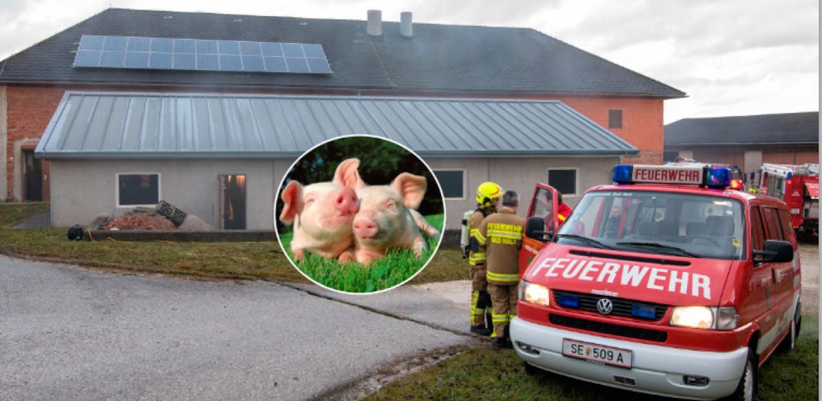 60 Ferkel und 10 Schweine sterben bei Feuer in Stall