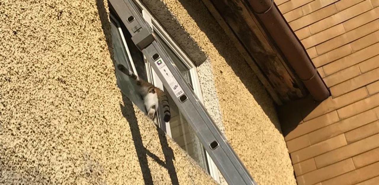 Heute.at - Eingezwickte Katze von Feuerwehr gerettet