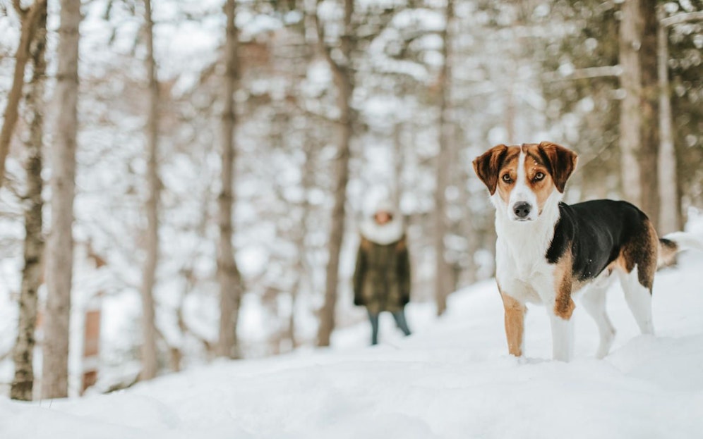 Der frühe Schnee des Novembers wird schon diese Woche wieder Geschichte sein. Symbolfoto
