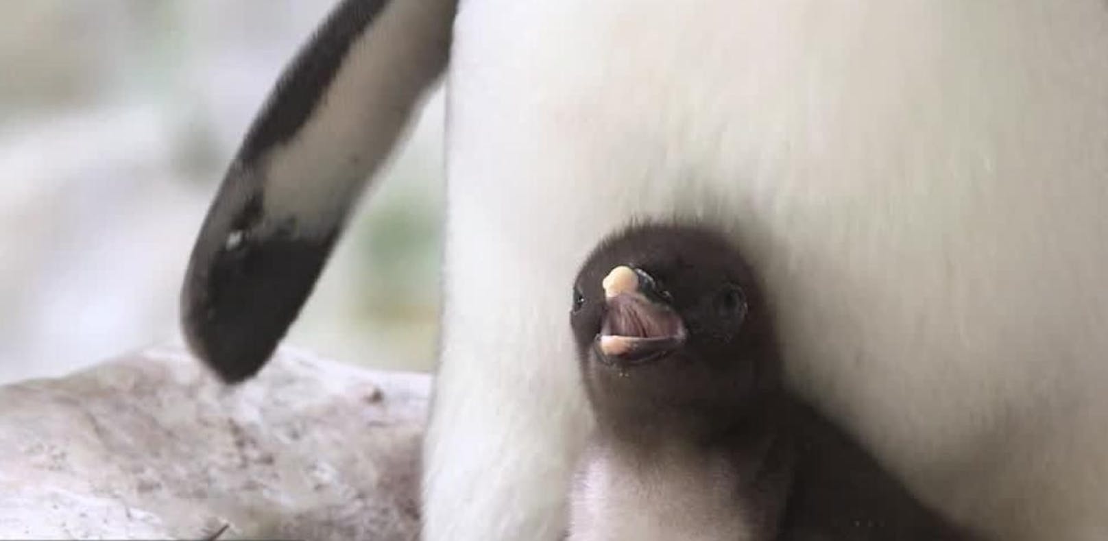 Neue Pinguin-Babies für Tiergarten Schönbrunn!
