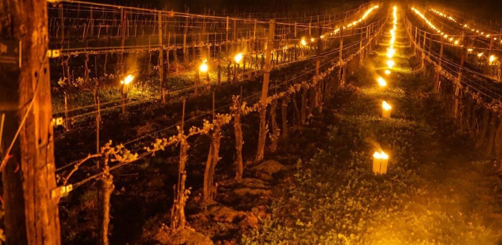 Weingärten in Flammen: Räuchern gegen Frost